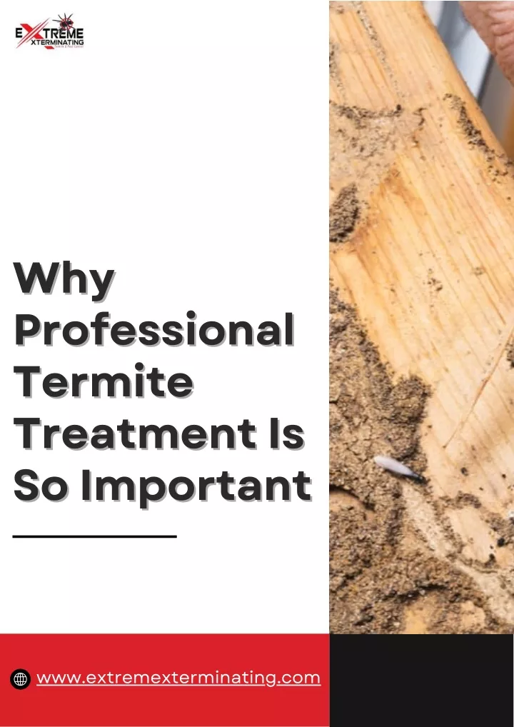 why why professional professional termite termite