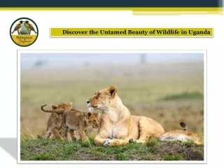 Discover the Untamed Beauty of Wildlife in Uganda