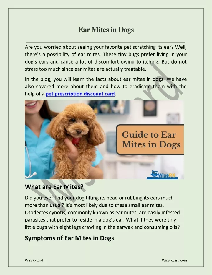 ear mites in dogs