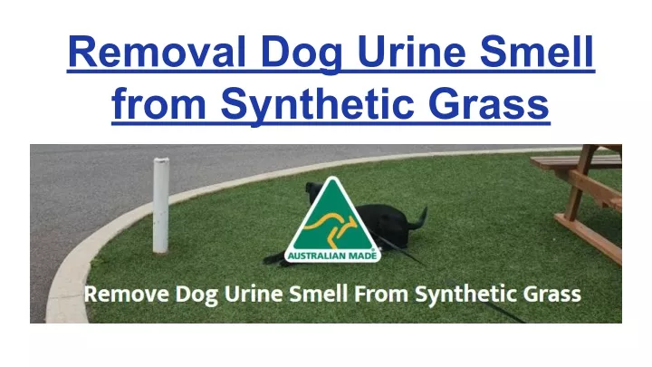 removal dog urine smell from synthetic grass