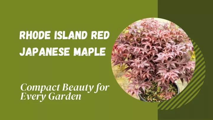 rhode island red japanese maple