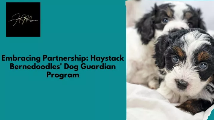 embracing partnership haystack bernedoodles