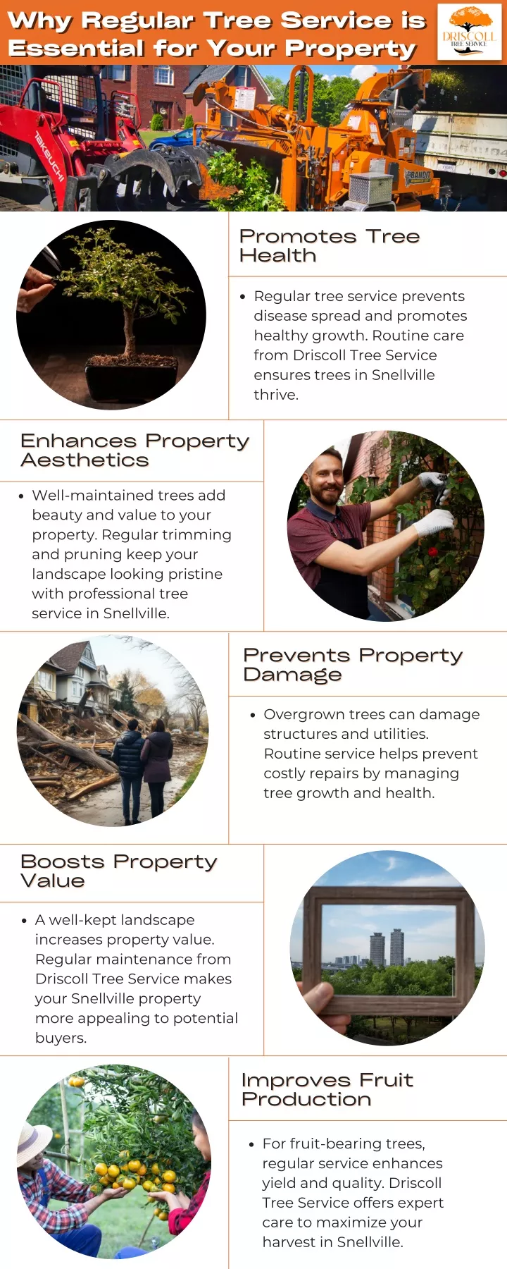 why regular tree service is why regular tree