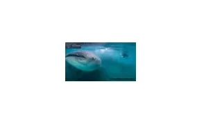 Snorkel with whale sharks