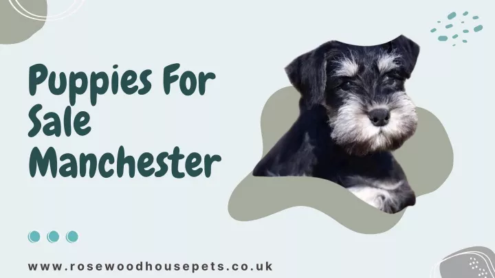 puppies for sale manchester