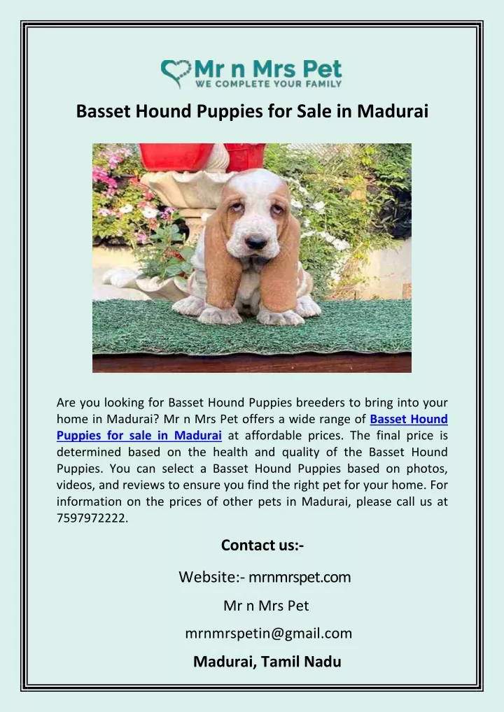 basset hound puppies for sale in madurai