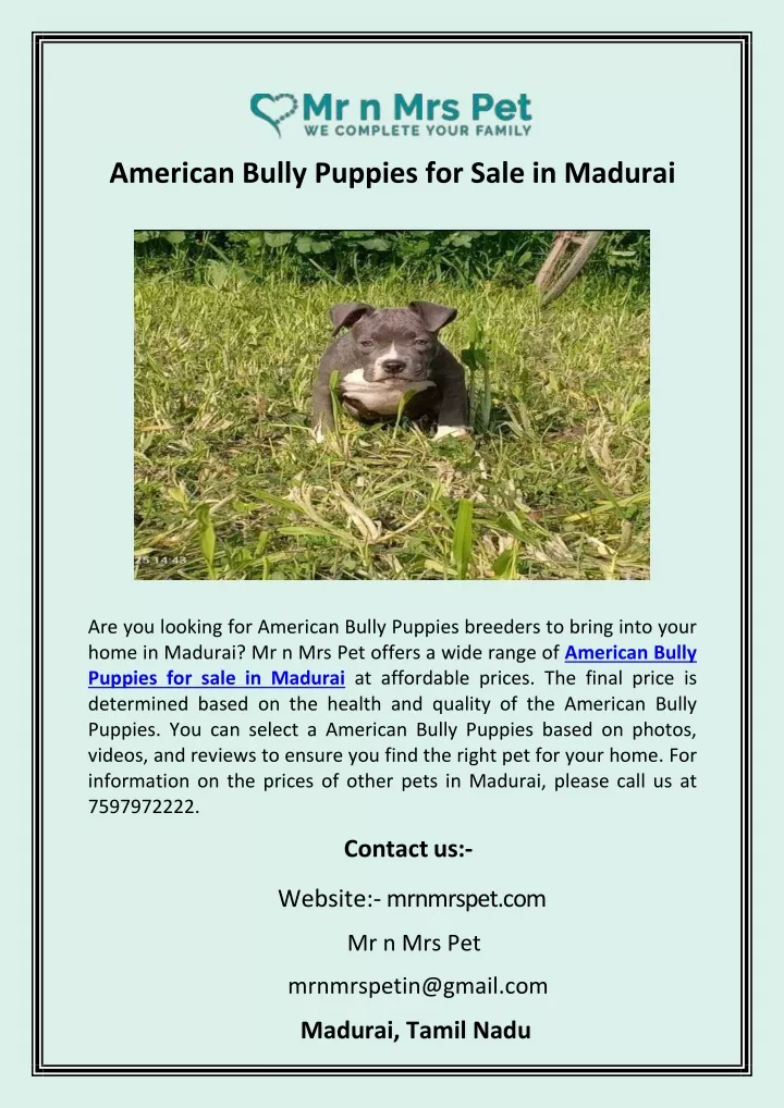 american bully puppies for sale in madurai