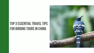 Top 3 Essential Travel Tips For Birding Tours In China