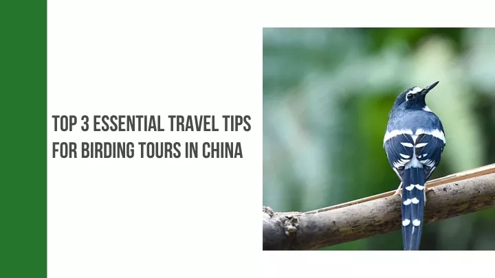 top 3 essential travel tips for birding tours