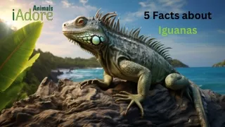 5 Facts About Iguanas: Fascinating Insights