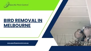 bird removal in melbourne