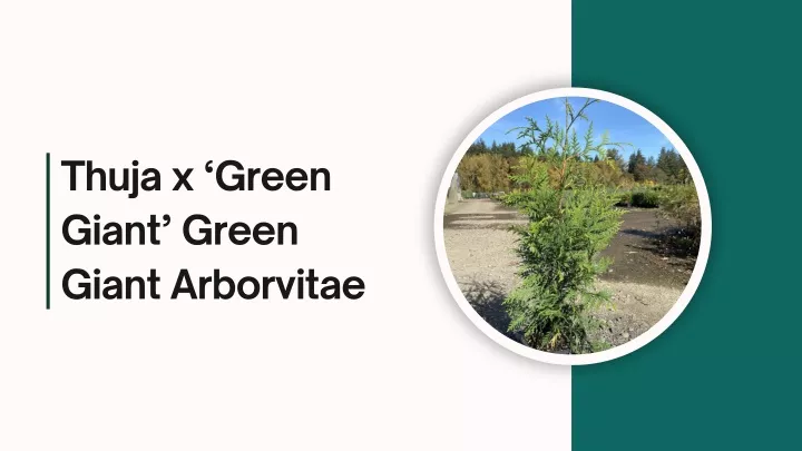 thuja x green giant green giant arborvitae