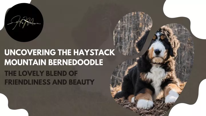 uncovering the haystack mountain bernedoodle