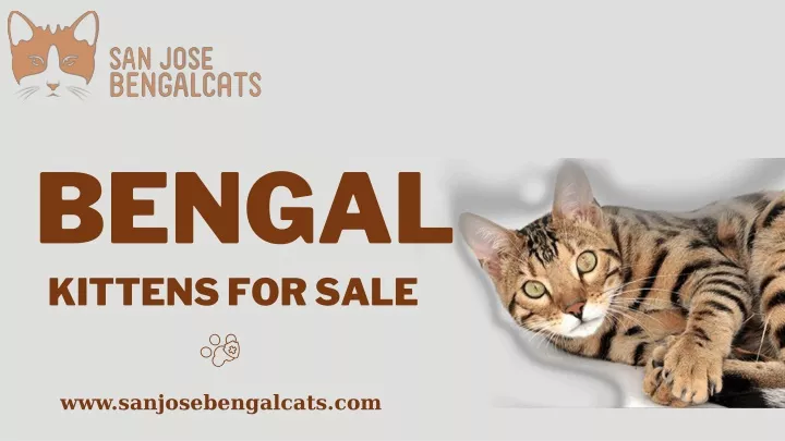 bengal