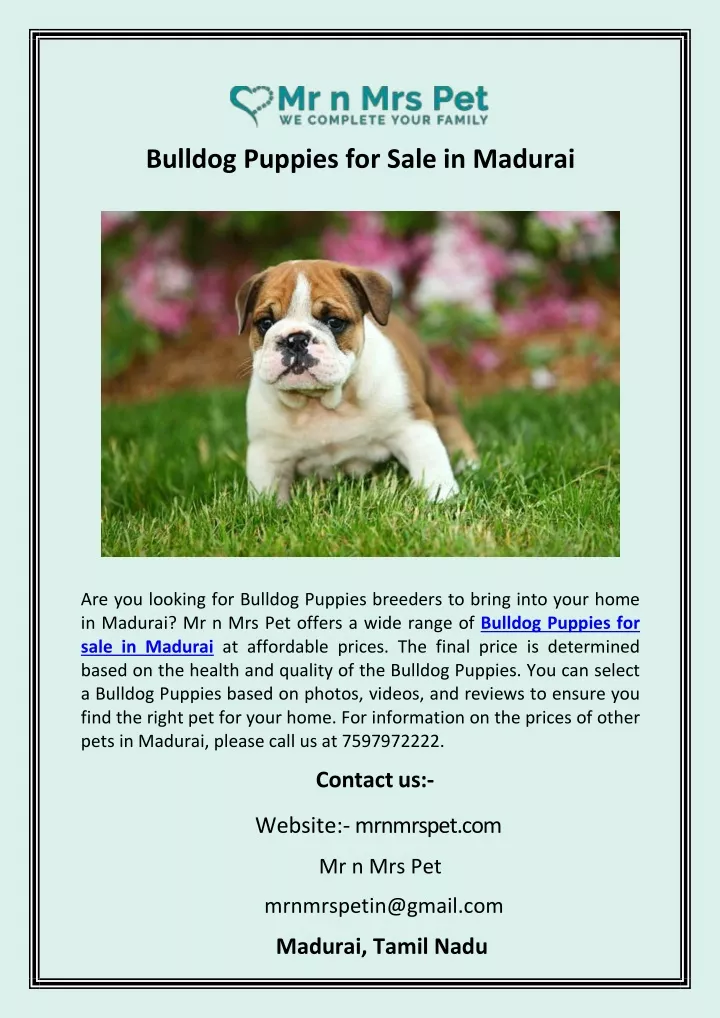 bulldog puppies for sale in madurai