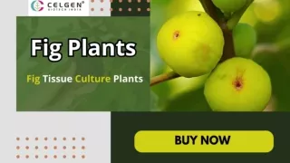 Buy Fig Plant Online Only At Celgen Biotech