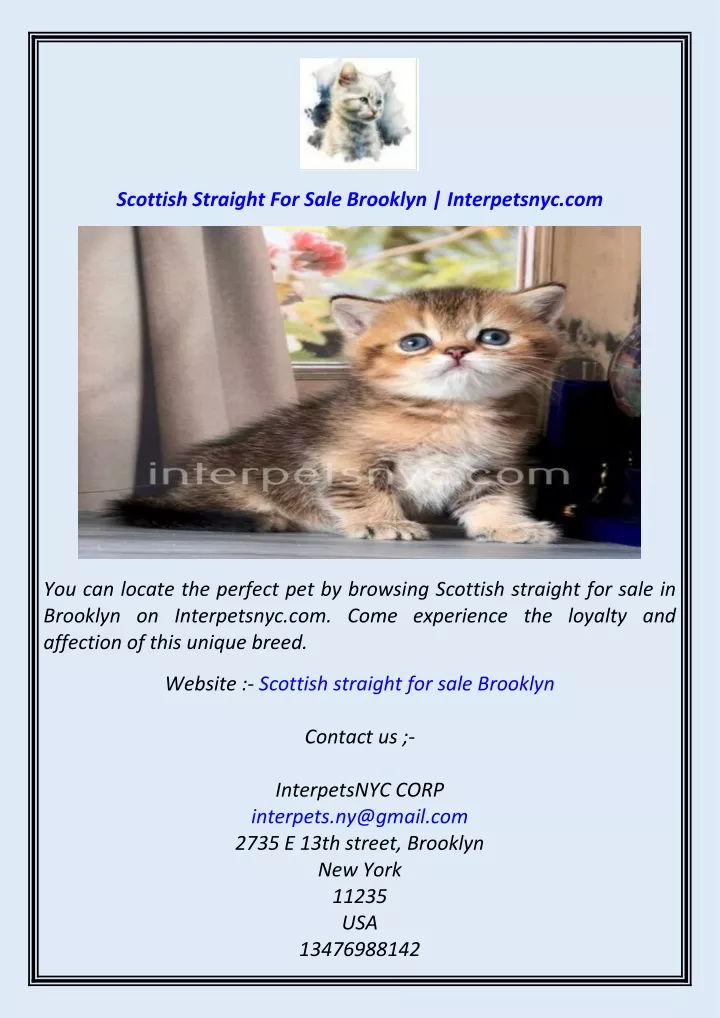 scottish straight for sale brooklyn interpetsnyc