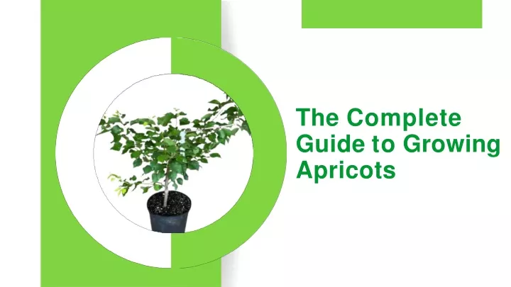 the complete guide to growing apricots