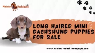 Long Haired Mini Dachshund Puppies for Sale | Miniature Dachshund Pups