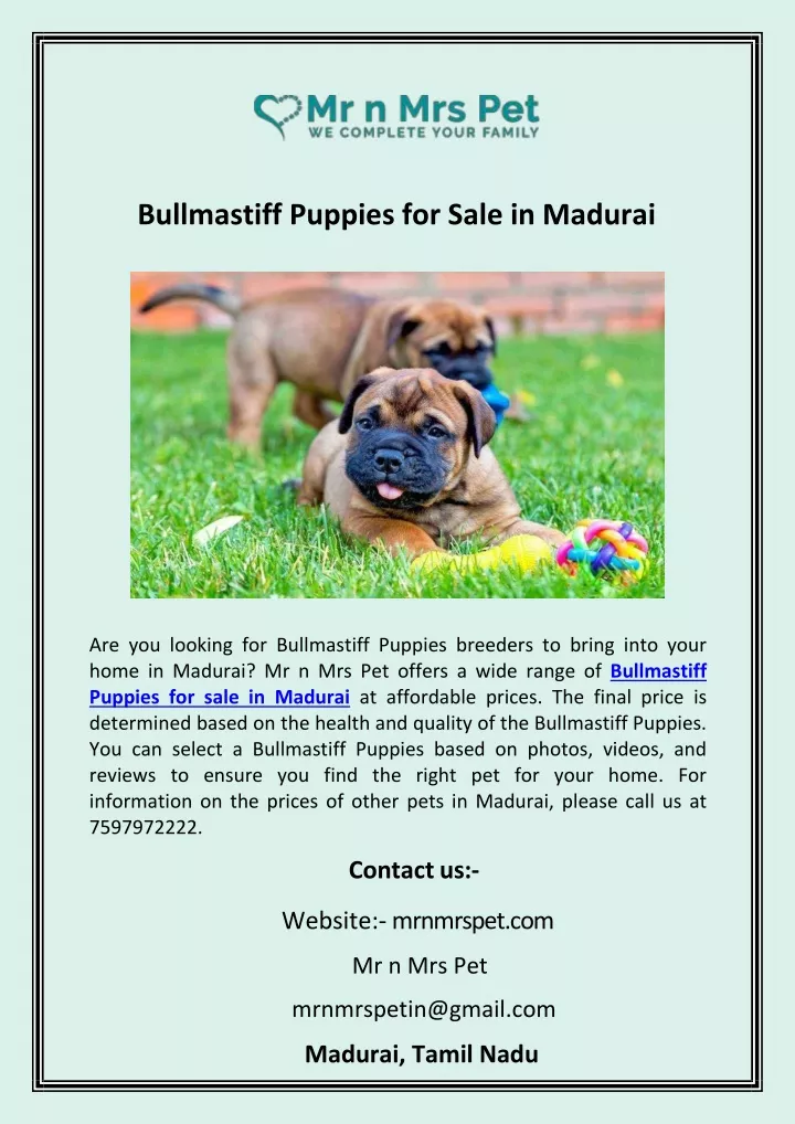 bullmastiff puppies for sale in madurai