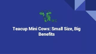 teacup mini cows small size big benefits