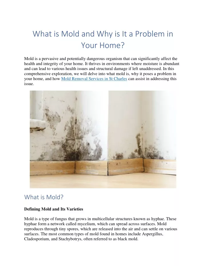 what is mold and why is it a problem in your home