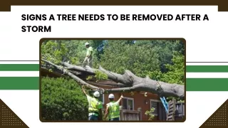 Efficient Storm Damage Tree Removal