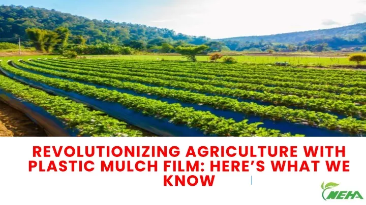 revolutionizing agriculture with plastic mulch film here s what we know