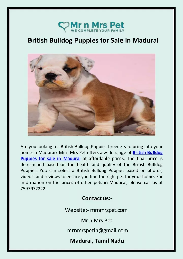 british bulldog puppies for sale in madurai