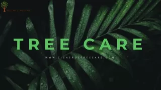 Expert Tree Trimming in Sacramento - Professional & Affordable Services