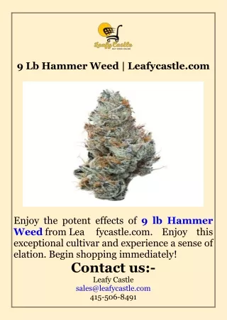 9 Lb Hammer Weed  Leafycastle.com
