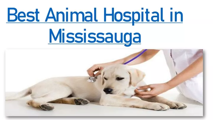 best animal hospital in mississauga