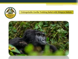 Unforgettable Gorilla Trekking Safari with Ndegeya Safaris