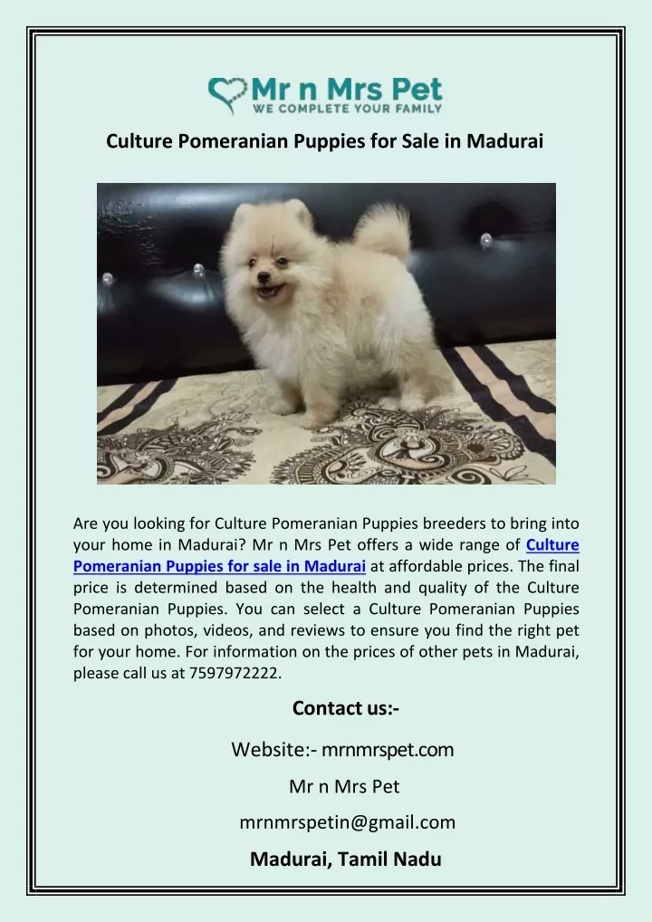 culture pomeranian puppies for sale in madurai