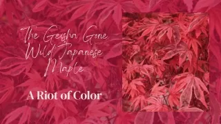 Add Vibrant Color to Your Landscape with Geisha Gone Wild Japanese Maple