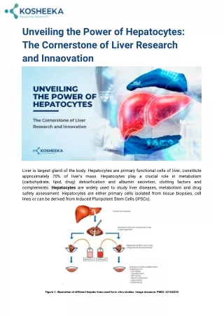 Unveiling the Power of Hepatocytes: The Cornerstone of Liver Research and Innova