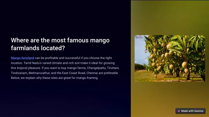 where are the most famous mango farmlands located