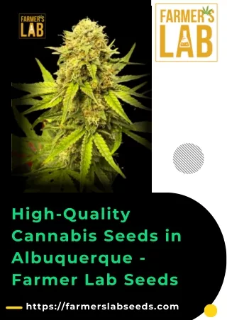 High-Quality Cannabis Seeds in Albuquerque - Farmer Lab Seeds