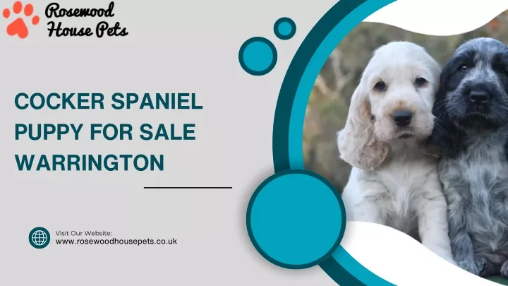 cocker spaniel puppy for sale warrington