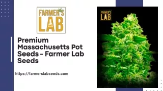 Premium Massachusetts Pot Seeds - Farmer Lab Seeds