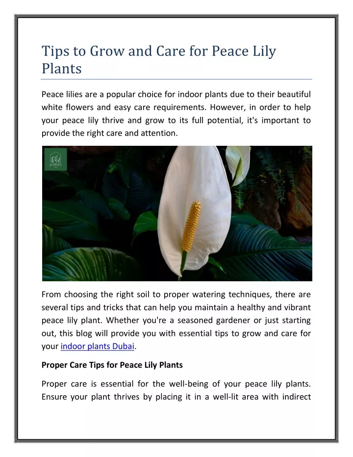 tips to grow and care for peace lily plants