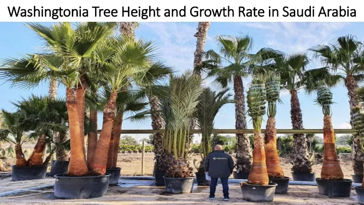 washingtonia washingtoniatree height and growth