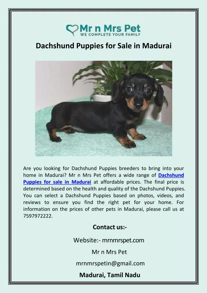 dachshund puppies for sale in madurai