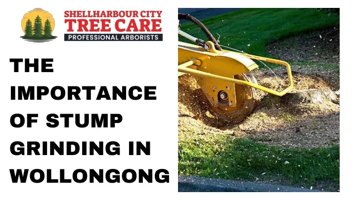 the importance of stump grinding in wollongong