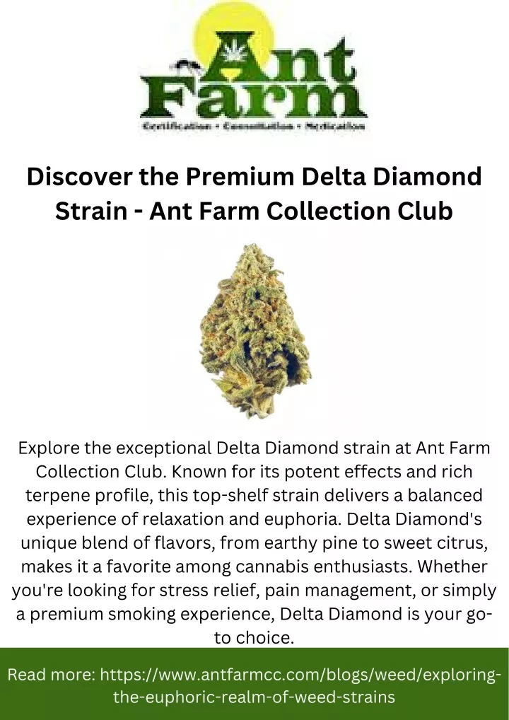 discover the premium delta diamond strain