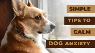 Simple Tips to Calm Your Dog's Anxiety | PetCareClub