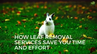 How Leaf Removal Services Save You Time and Effort