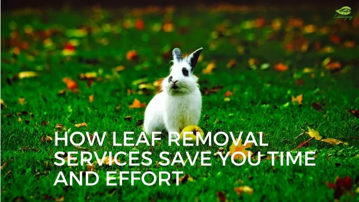 how leaf removal services save you time and effort