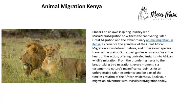 animal migration kenya