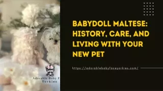 babydoll maltese history care and living with